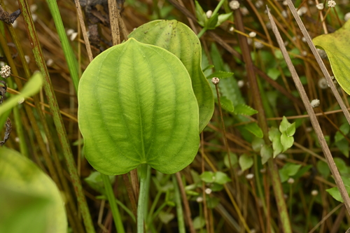 Caldesia grandis, photograph 3