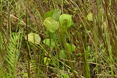 Caldesia grandis, photograph (c) 曾昱承 Yu-Cheng Zeng, some rights reserved (CC BY)
