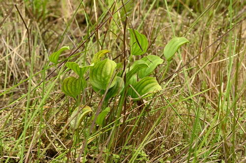 Caldesia grandis, photograph 5
