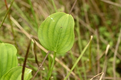 Caldesia grandis, photograph (c) 曾昱承 Yu-Cheng Zeng, some rights reserved (CC BY)