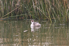 Rollandia microptera