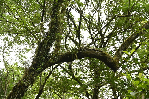 Huperzia fordii iNat (1)