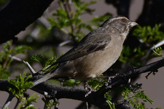 Streaky-Headed Seedeater photo 5