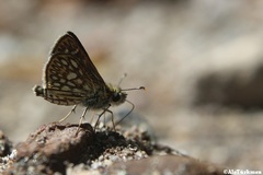 Dardarina dardaris