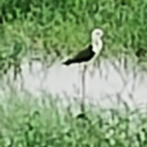 Black-winged Stilt