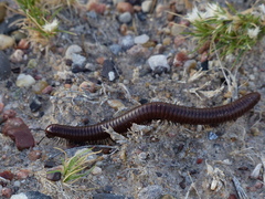 Orthoporus