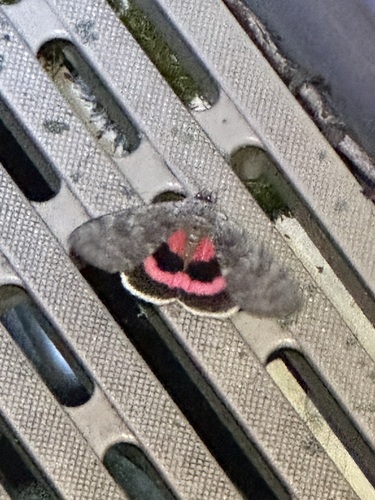 Pink Underwing photo 6