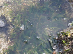 Thalassia hemprichii