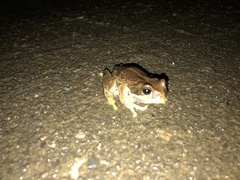 Gastrotheca cuencana