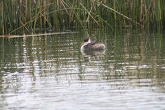 Rollandia microptera