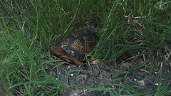 Terrapene carolina mexicana