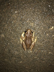 Gastrotheca cuencana