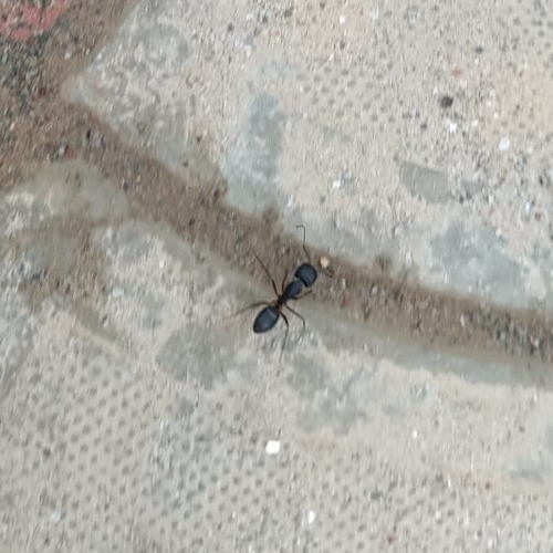 Indian Black Ant