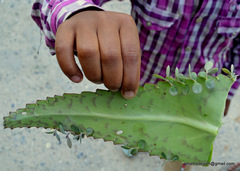 Kalanchoe daigremontiana