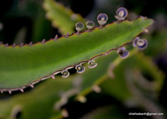 Kalanchoe daigremontiana