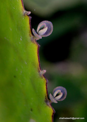 Kalanchoe daigremontiana
