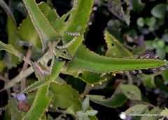 Kalanchoe daigremontiana