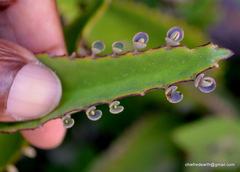 Kalanchoe daigremontiana