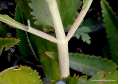 Kalanchoe daigremontiana