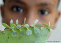 Kalanchoe daigremontiana