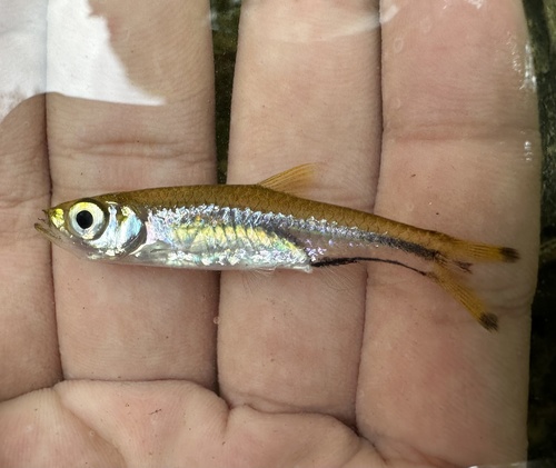 Black scissortail (Rasbora trilineata) — Cyprinidae — 2