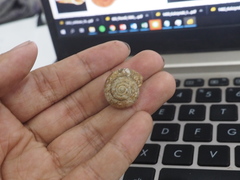 Elaphroconcha javacensis