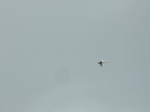 Whooper Swan