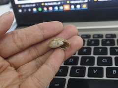 Elaphroconcha javacensis
