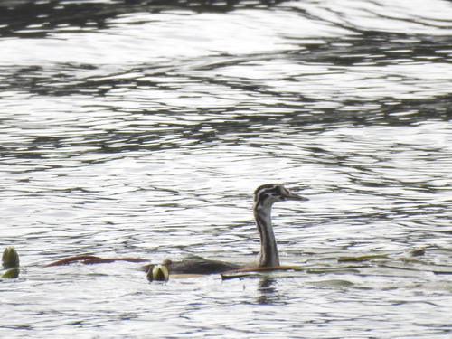 Great Crested Grebe