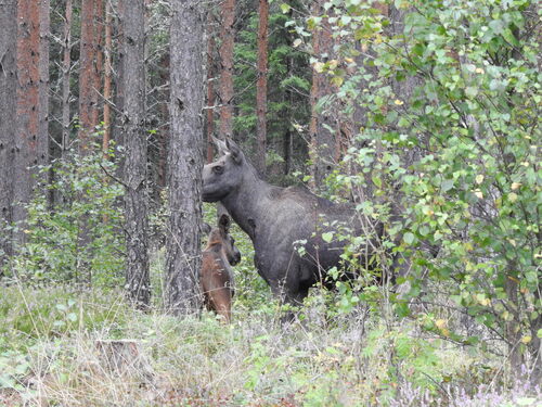 Moose