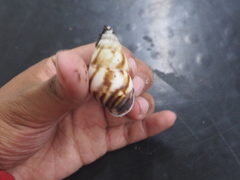 Amphidromus perversus