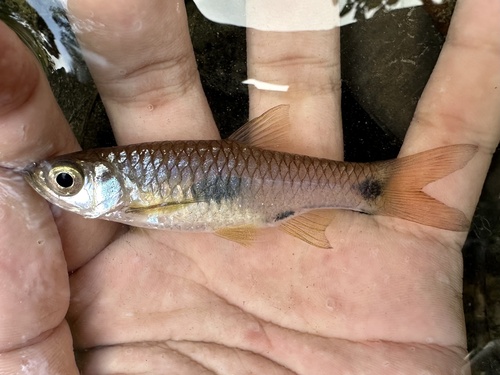 Elegant rasbora (Rasbora elegans) — Cyprinidae — 2