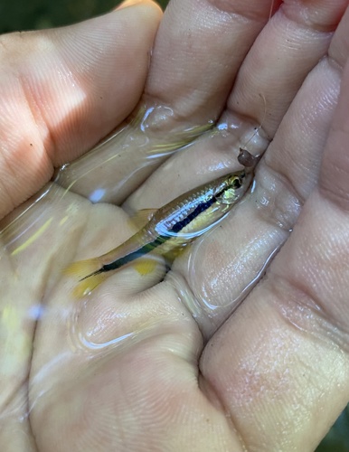 Blauwlijn-rasbora (Rasbora einthovenii) — Cyprinidae — 3