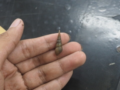 Stenomelania plicaria