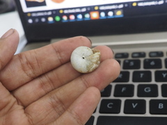 Elaphroconcha javacensis