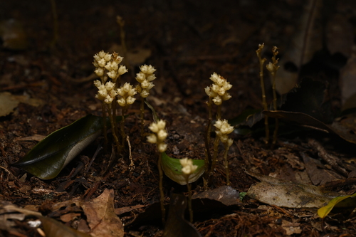 Petrosavia sakuraii (Petrosavia sakuraii)
