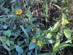 Acmella oppositifolia
