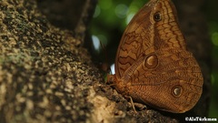 Opsiphanes boisduvallii