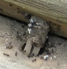 Crematogaster cerasi