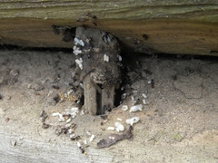 Crematogaster cerasi