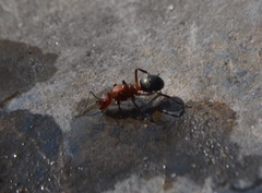 Formica pergandei