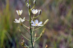 Ornithogalum pyramidale