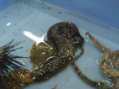 Holothuria leucospilota