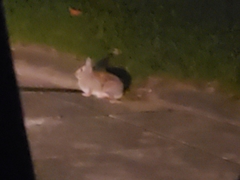 Sylvilagus floridanus