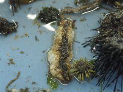Holothuria atra