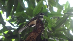 Rhipidura nigritorquis
