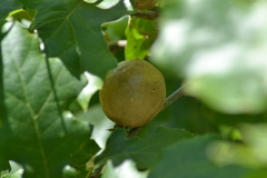 Amphibolips quercusspongifica