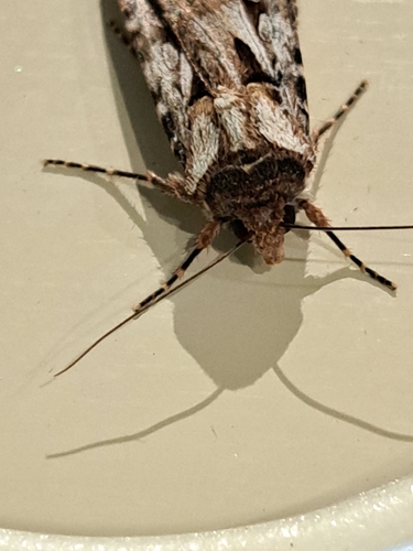 Brown Cutworm