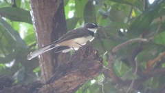Rhipidura nigritorquis