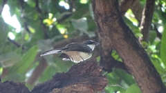 Rhipidura nigritorquis